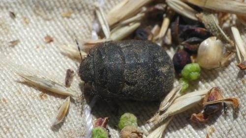 Réf. 326 247 : Odontoscelis fuliginosa